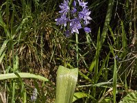 Scilla monophyllos 3, Saxifraga-Willem van Kruijsbergen